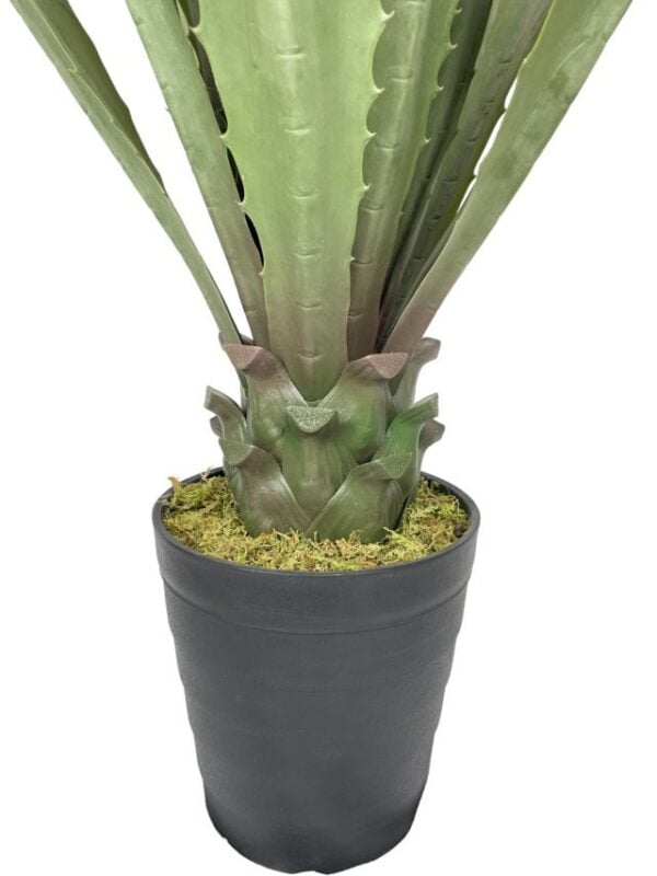 Agave Verde Aserrado de 98cm