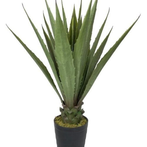 Agave Verde Aserrado de 98cm