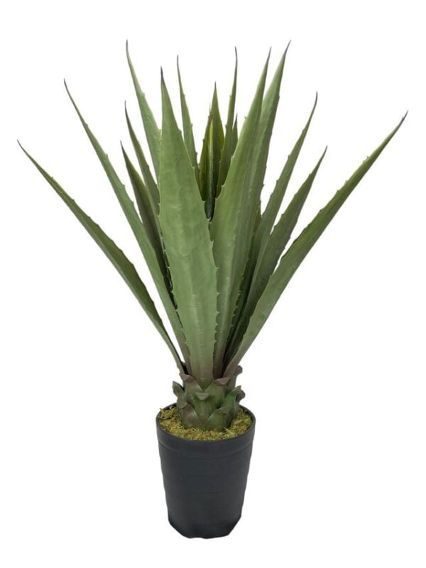 Agave Verde Aserrado de 98cm