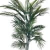 Palmera Rubelina 150cm Con Filtro UV