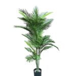 Palmera Robeline