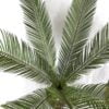 Palmera Cycas Revoluta 110cm