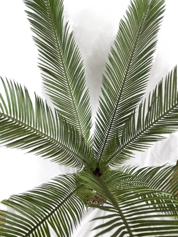 Palmera Cycas Revoluta 110cm