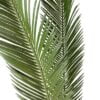Palmera Cycas Revoluta 110cm