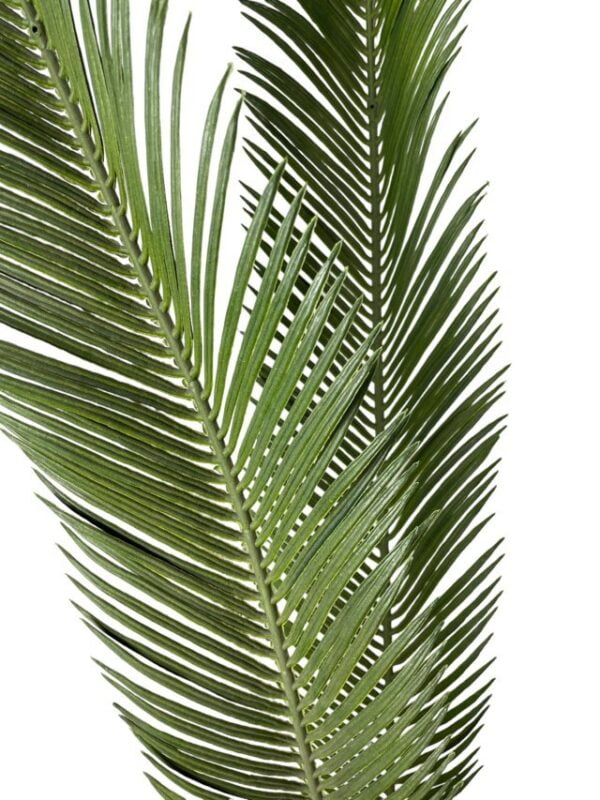 Palmera Cycas Revoluta 110cm
