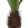 Palmera Cycas Revoluta 110cm