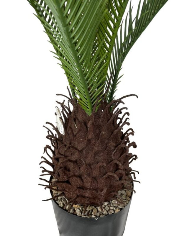 Palmera Cycas Revoluta 110cm