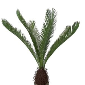 Palmera Cycas Revoluta 110cm