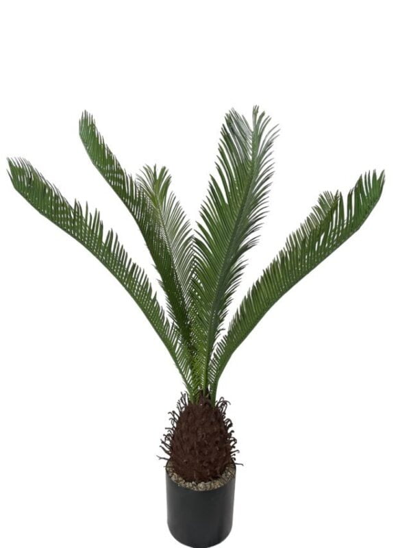 Palmera Cycas Revoluta 110cm