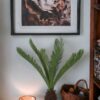 Palmera Cycas Revoluta 110cm