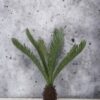 Palmera Cycas Revoluta 110cm