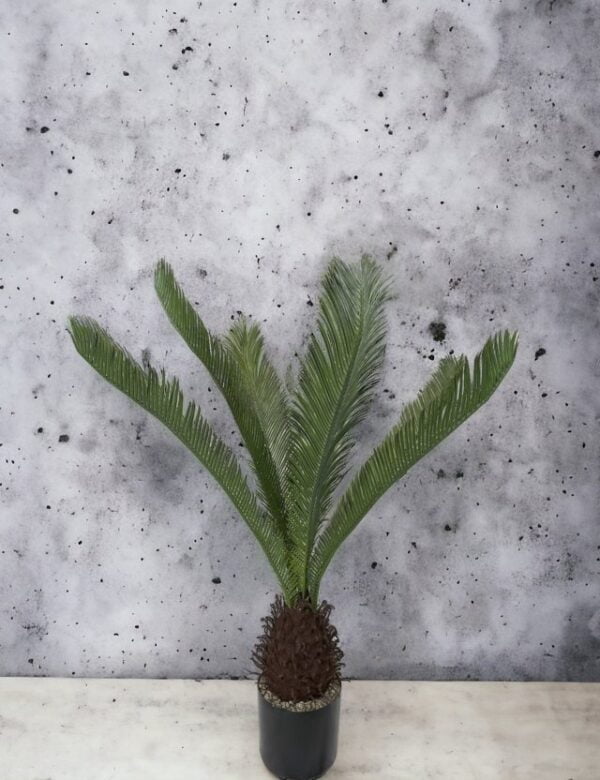 Palmera Cycas Revoluta 110cm