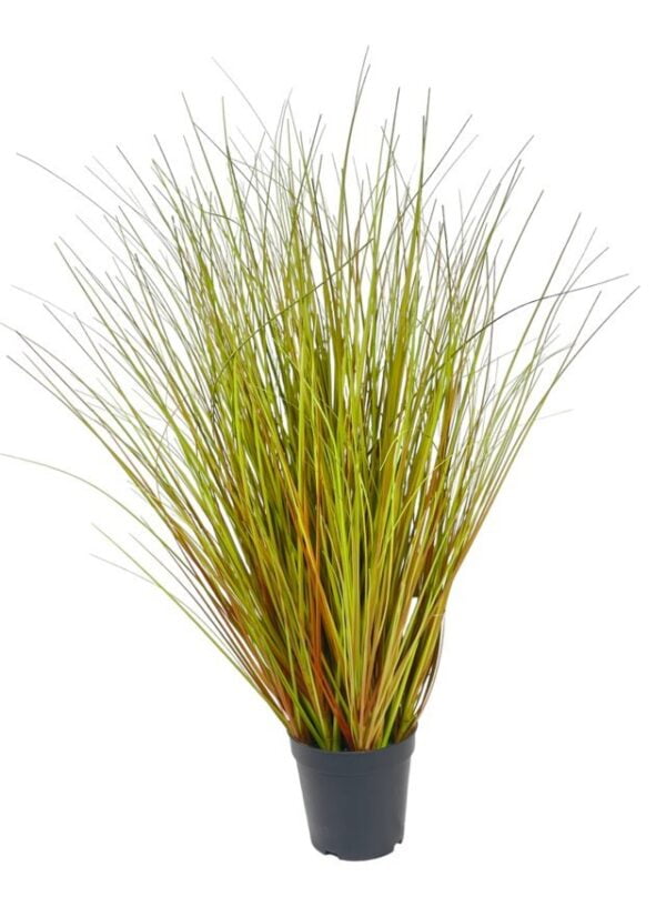 Pasto Cebolla Rojizo 90cm