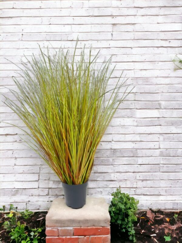 Pasto Cebolla Rojizo 90cm