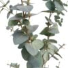 Árbol Eucalipto 180cm