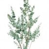 Árbol Eucalipto 180cm
