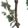 Árbol Eucalipto 180cm