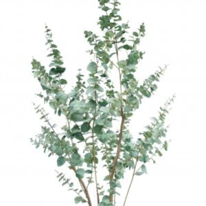 Árbol Eucalipto 180cm