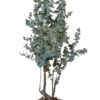 Árbol Eucalipto 180cm