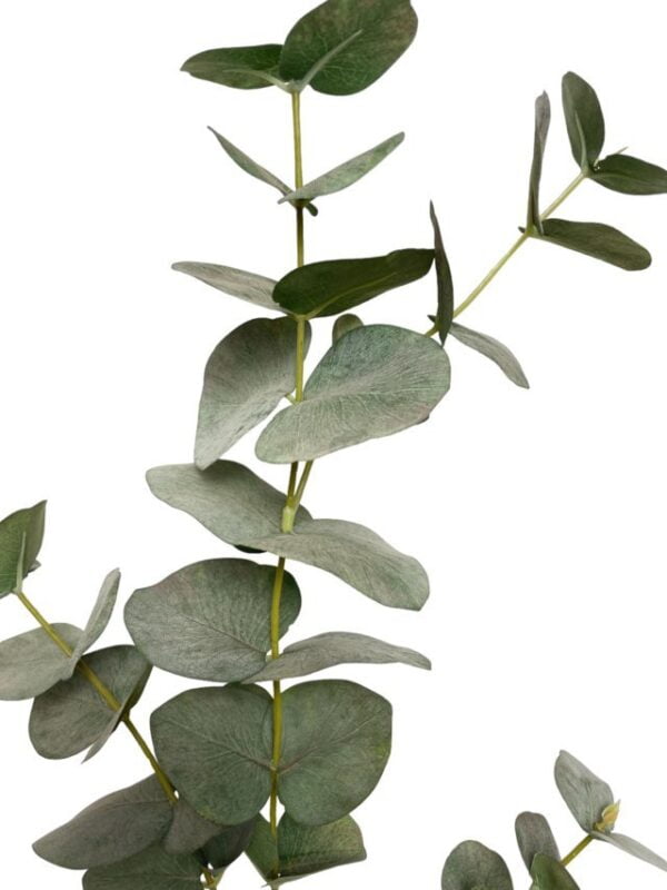 Rama de Eucalipto 79cm