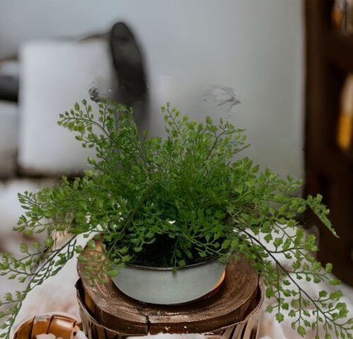 Arreglo De Helecho Adiantum