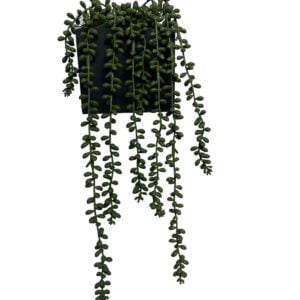 cactus rosario