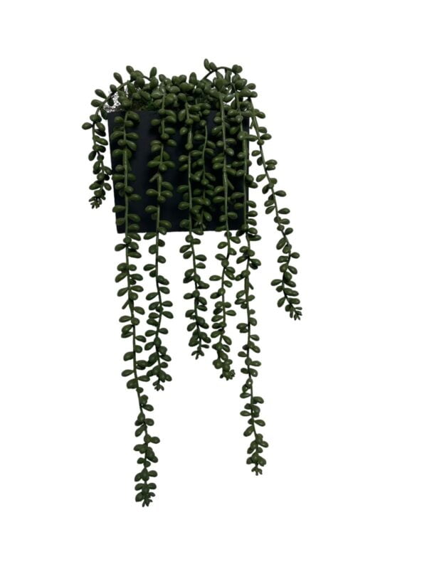 cactus rosario