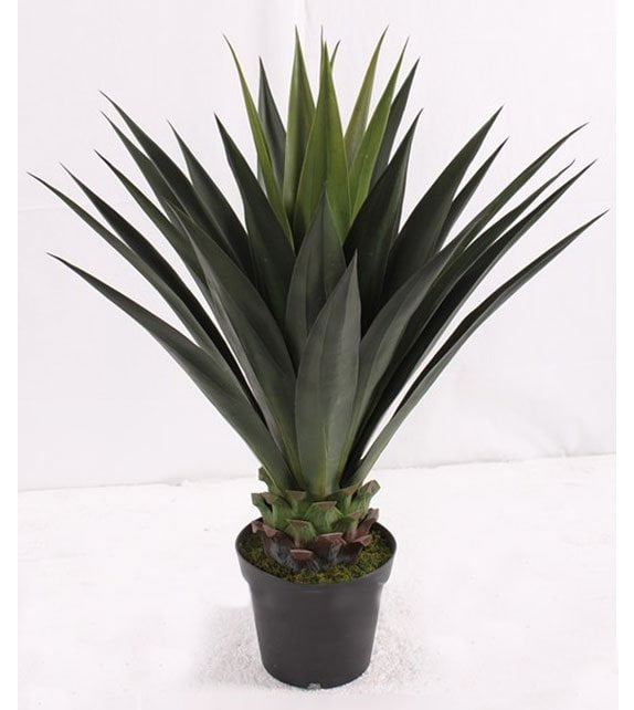 Agave Verde Aserrado de 98cm