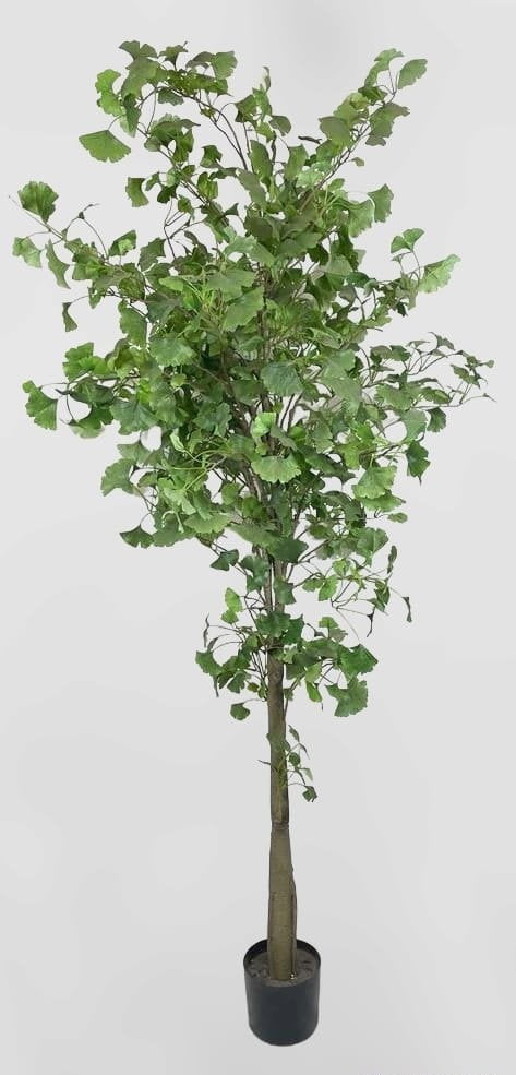 Árbol Ginkgo 180cm