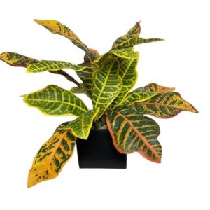 Arreglo De Ramo Croton 50cm