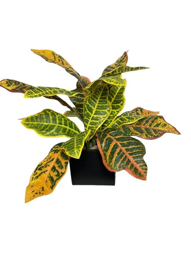 Arreglo De Ramo Croton 50cm