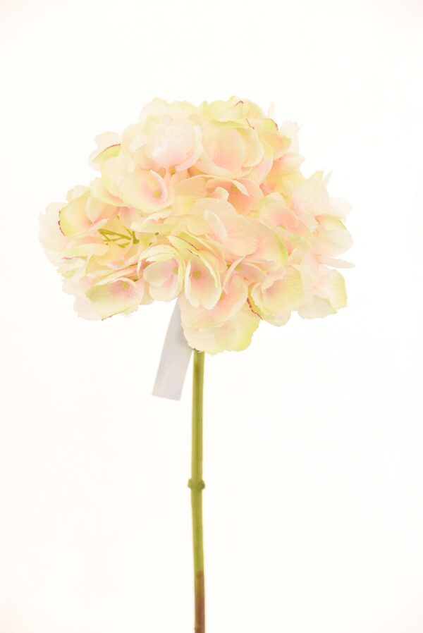 Hortensia Rosa Clara 50cm