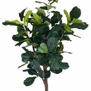 Ficus Lyrata 180cm