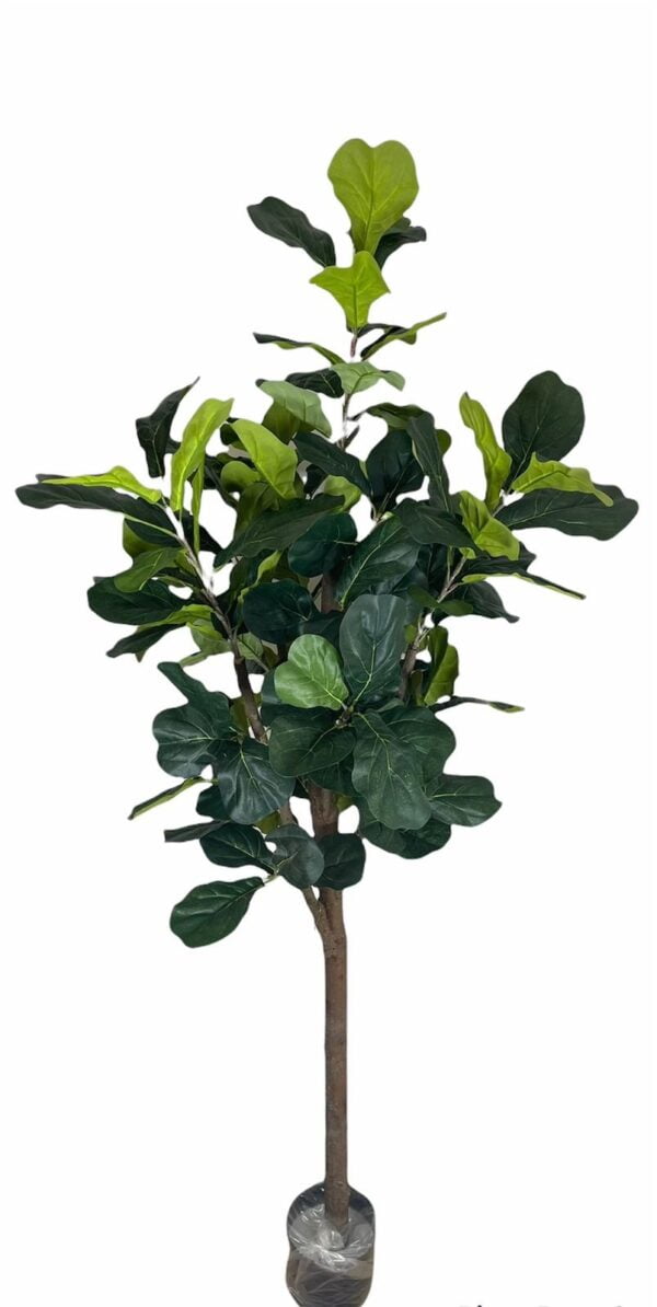 Ficus Lyrata 180cm