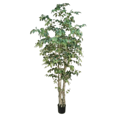 Ficus Clásico 240cm