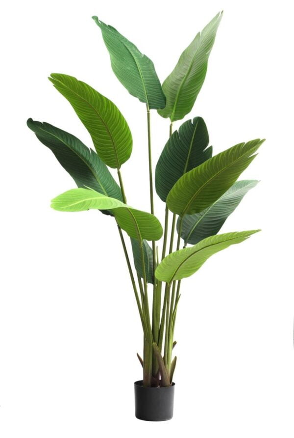 Palmera Strelitzia O Ave del Paraíso 160cm