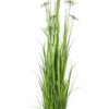 Pasto Papiro o Planta Paraguas 182cm