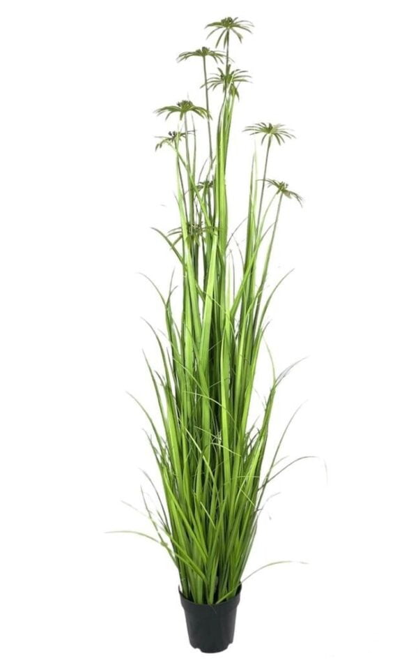 Pasto Papiro o Planta Paraguas 182cm