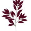 Rama de Ficus Verde-Mauve 50cm