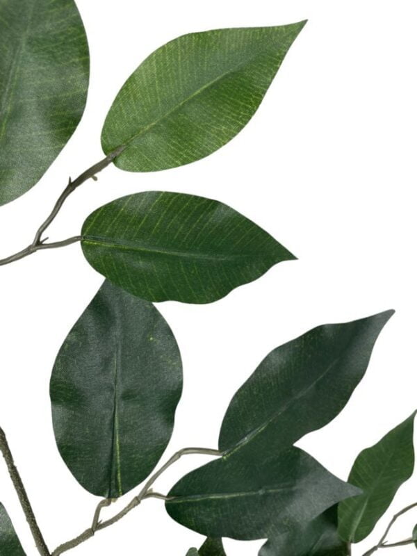 rama ficus 50cm