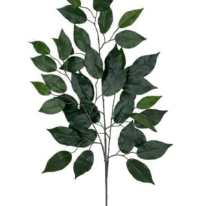 rama ficus 50cm