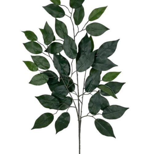 rama ficus 50cm