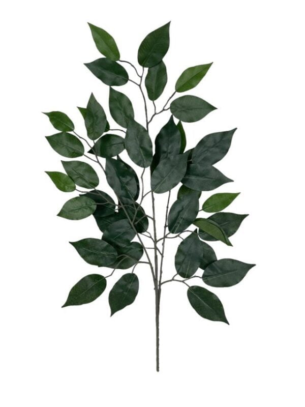 rama ficus 50cm