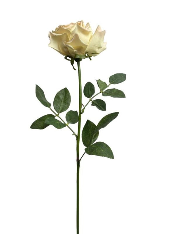 Rosa Blush Grande 75cm
