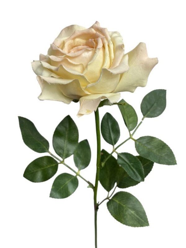 Rosa Blush Grande 75cm