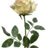 Rosa Blush Grande 75cm
