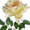 Rosa Blush Grande 75cm