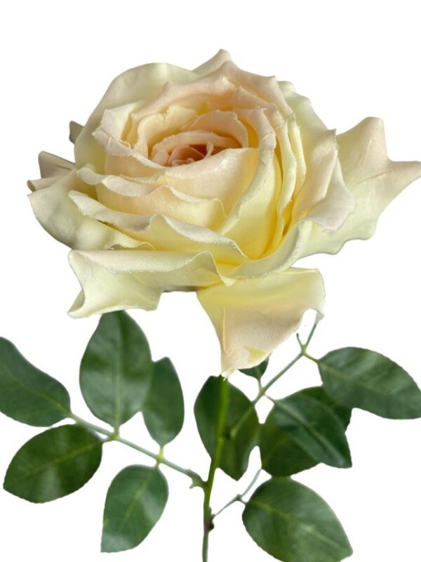 Rosa Blush Grande 75cm