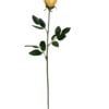Rosa Mauve-Salmon 75cm