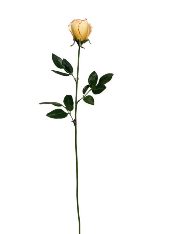 Rosa Mauve-Salmon 75cm